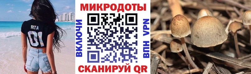 закладки  Сосенский  Псилоцибиновые грибы ЛСД 